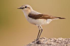 Attēlu rezultāti vaicājumam “Oenanthe oenanthe”