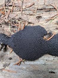 Attēlu rezultāti vaicājumam “Lindbladia tubulina spores”