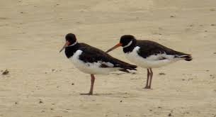 Attēlu rezultāti vaicājumam “Haematopus ostralegus adult”