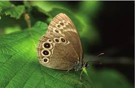 Attēlu rezultāti vaicājumam “Lopinga achine”