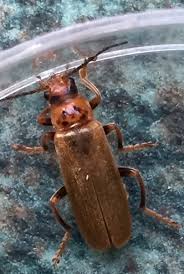 Attēlu rezultāti vaicājumam “Cantharis figurata”