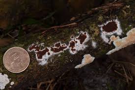 Attēlu rezultāti vaicājumam “Stemonitopsis gracilis young”