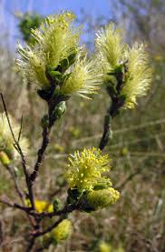 Attēlu rezultāti vaicājumam “Salix repens subsp. rosmarinifolia flower”