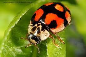 Attēlu rezultāti vaicājumam “Adalia decempunctata”