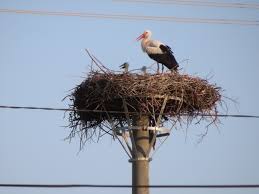 Attēlu rezultāti vaicājumam “Ciconia ciconia nest”