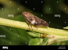 Attēlu rezultāti vaicājumam “Aphrophoridae imago”
