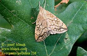 Attēlu rezultāti vaicājumam “Evergestis pallidata”