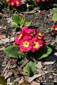 Attēlu rezultāti vaicājumam “Primula x polyantha”