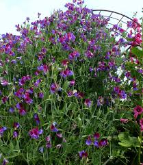 Image result for Lathyrus odoratus