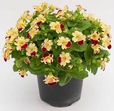 Image result for Mimulus x hybrida