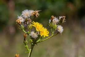 Attēlu rezultāti vaicājumam “Hieracium laevigatum”