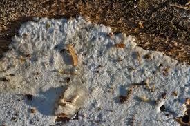 Attēlu rezultāti vaicājumam “Sidera lenis”