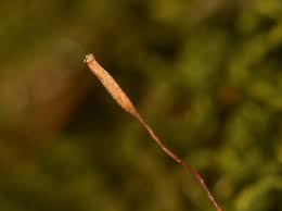 Attēlu rezultāti vaicājumam “Leskea polycarpa”