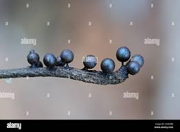 Attēlu rezultāti vaicājumam “Lamproderma echinosporum”