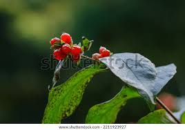 Attēlu rezultāti vaicājumam “Lonicera ferdinandii”