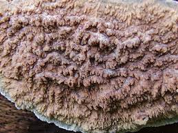 Attēlu rezultāti vaicājumam “Phlebia rufa”