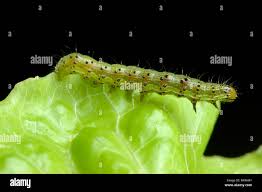 Attēlu rezultāti vaicājumam “Mamestra brassicae larva”