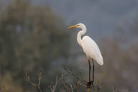 Image result for Egretta thula
