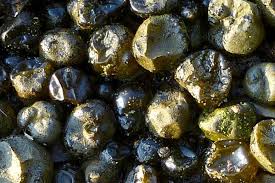 Attēlu rezultāti vaicājumam “Nostoc pruniforme”