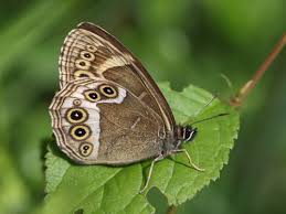 Attēlu rezultāti vaicājumam “Lopinga achine upperside”