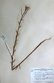 Attēlu rezultāti vaicājumam “Erysimum hieracifolium”