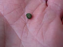 Attēlu rezultāti vaicājumam “Euura brevicornis larva”