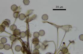 Attēlu rezultāti vaicājumam “Clastoderma debaryanum macro”