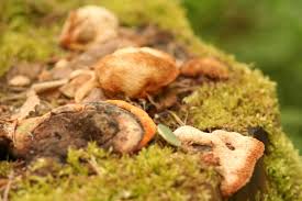 Attēlu rezultāti vaicājumam “Gloeophyllum odoratum”