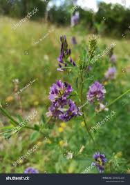 Attēlu rezultāti vaicājumam “Medicago x varia  flower”