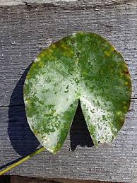 Attēlu rezultāti vaicājumam “Nymphaea candida leaf”