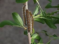 Attēlu rezultāti vaicājumam “Aporia crataegi pupa”