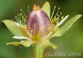 Attēlu rezultāti vaicājumam “Parnassia palustris bud”