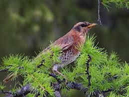 Image result for Turdus naumanni