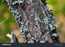 Attēlu rezultāti vaicājumam “Parmelia sulcata”