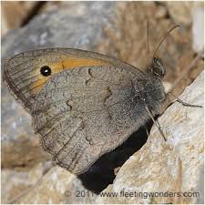 Attēlu rezultāti vaicājumam “Hyponephele lycaon male”