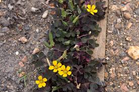 Attēlu rezultāti vaicājumam “Oxalis corniculata”