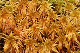 Attēlu rezultāti vaicājumam “Sphagnum teres”