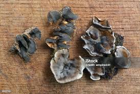 Attēlu rezultāti vaicājumam “Bjerkandera adusta”