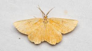 Attēlu rezultāti vaicājumam “Angerona prunaria”