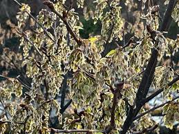 Attēlu rezultāti vaicājumam “Ulmus laevis flower”