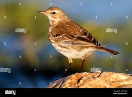 Image result for Anthus spinoletta