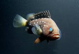 Image result for Hyporthodus niveatus