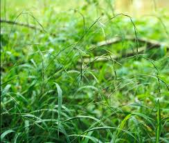 Attēlu rezultāti vaicājumam “Brachypodium sylvaticum leaf”