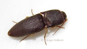 Attēlu rezultāti vaicājumam “Elateridae”