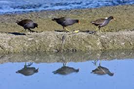 Attēlu rezultāti vaicājumam “Gallinula chloropus adult”