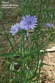 Image result for Cichorium intybus