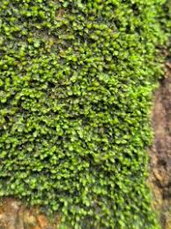 Attēlu rezultāti vaicājumam “Frullania dilatata”