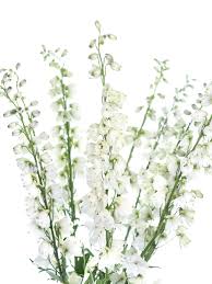 Image result for Rittersporn