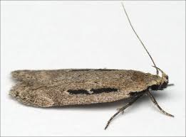 Attēlu rezultāti vaicājumam “Gelechia rhombella”