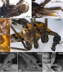 Attēlu rezultāti vaicājumam “Ptychoptera sp.”